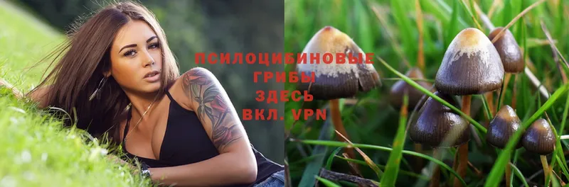 Галлюциногенные грибы Psilocybe  сайты даркнета состав  Серафимович 